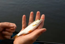 Cresta Spaghetti Balls Blood Red 8 Cresta Spaghetti Balls Blood Red -Vissen Product Winkel 5db3d2d7b38b1899